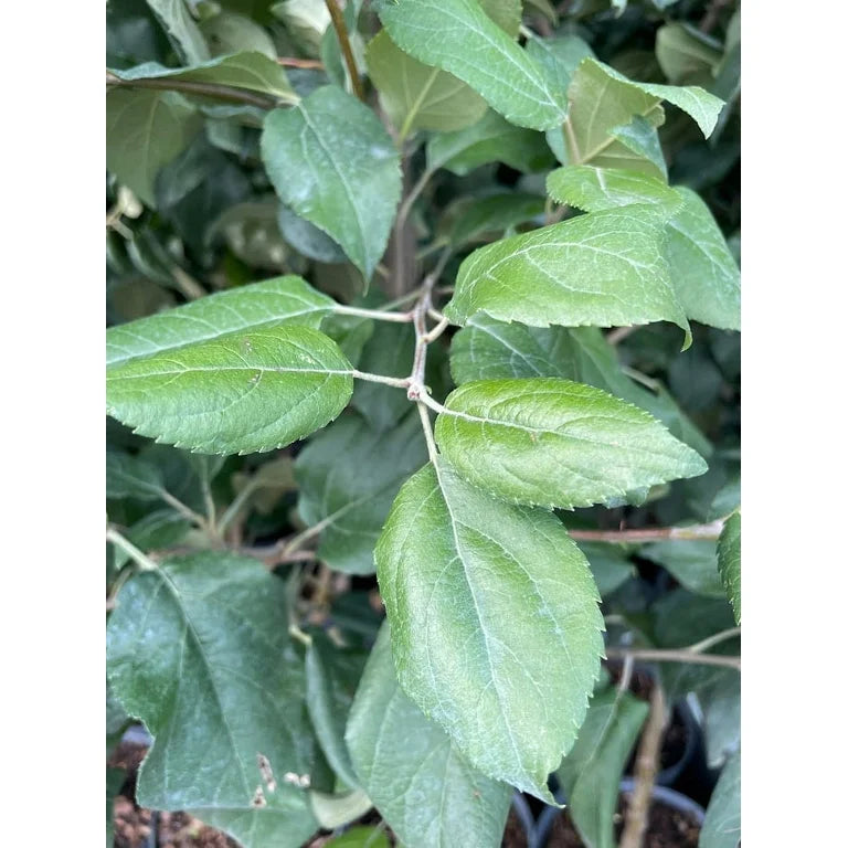 GOLDEN DELICIOUS APPLE SEMI DWARF 5gal