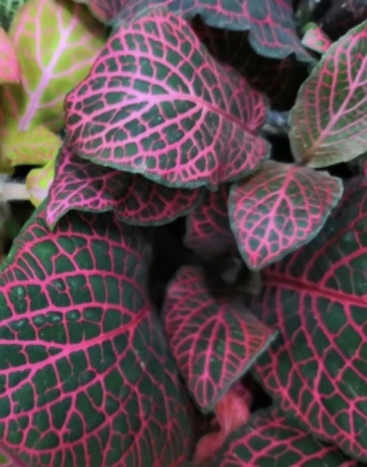 FITTONIA NERVE PLANT ASSORTED