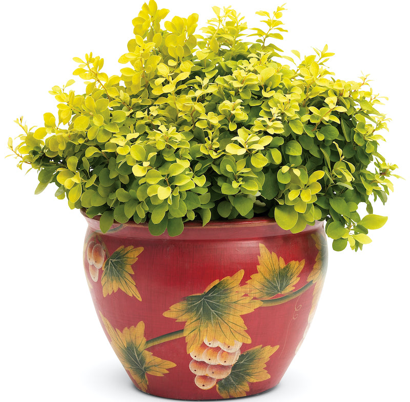 GOLDEN NUGGET BARBERRY 2gal