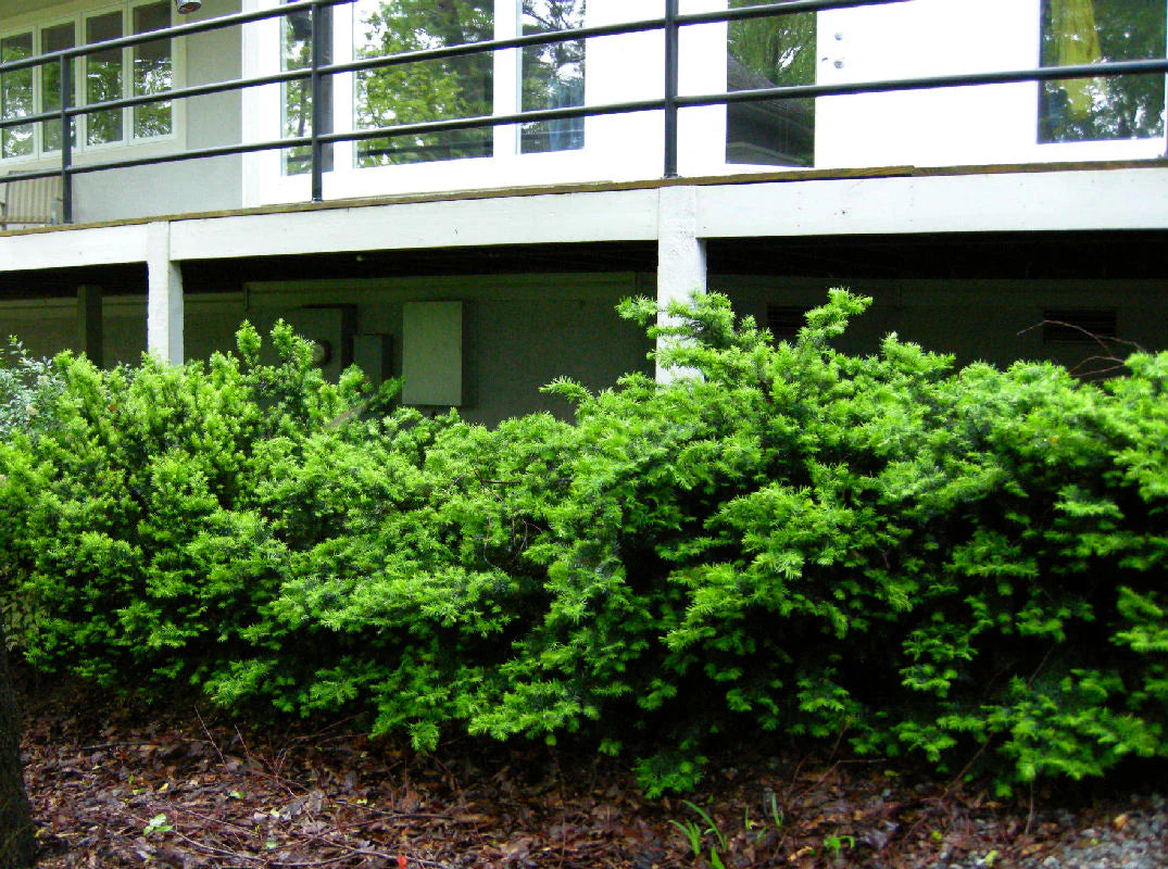 DENSE SPREADING YEW 2gal
