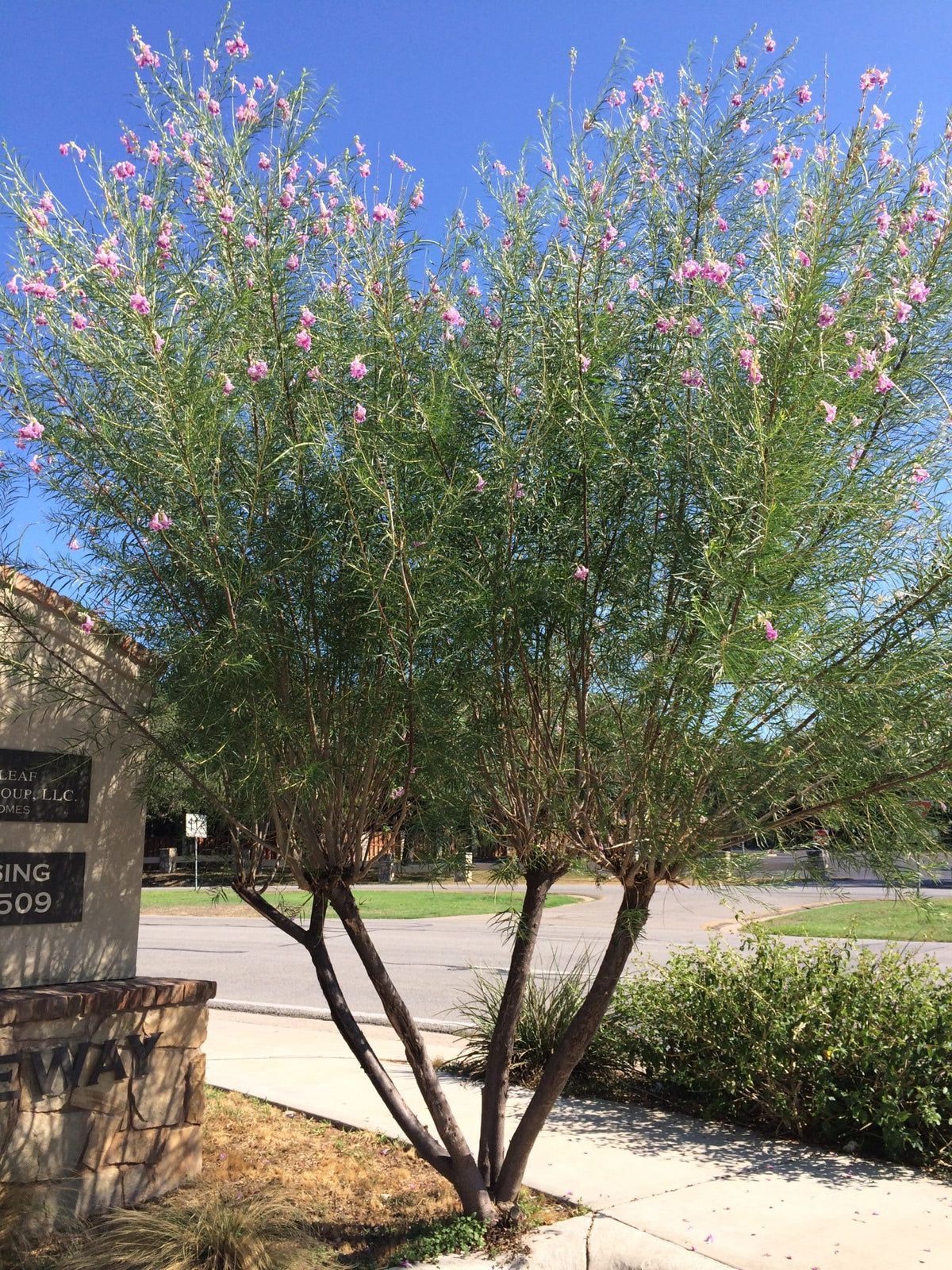 BURGUNDY DESERT WILLOW TREE 15gal