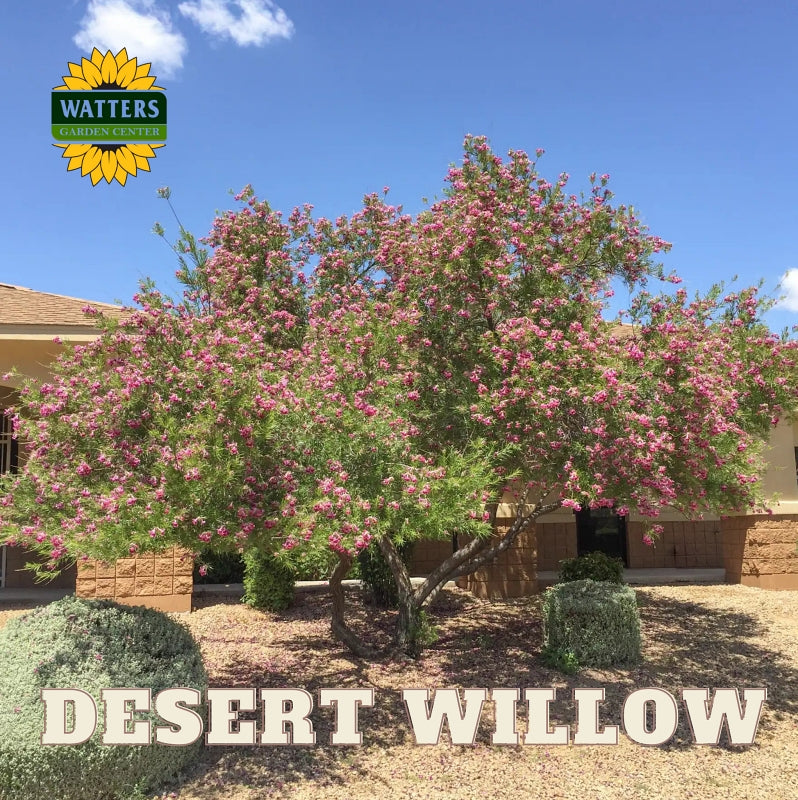 BURGUNDY DESERT WILLOW TREE 15gal