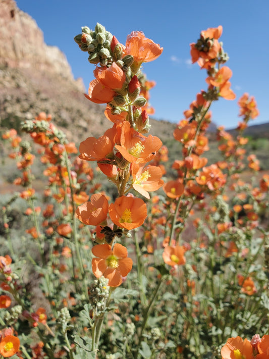 DESERT GLOBE MALLOW 1gal