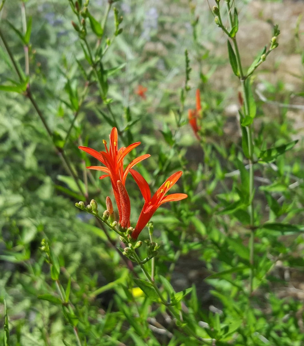 DESERT HONEYSUCKLE 5gal