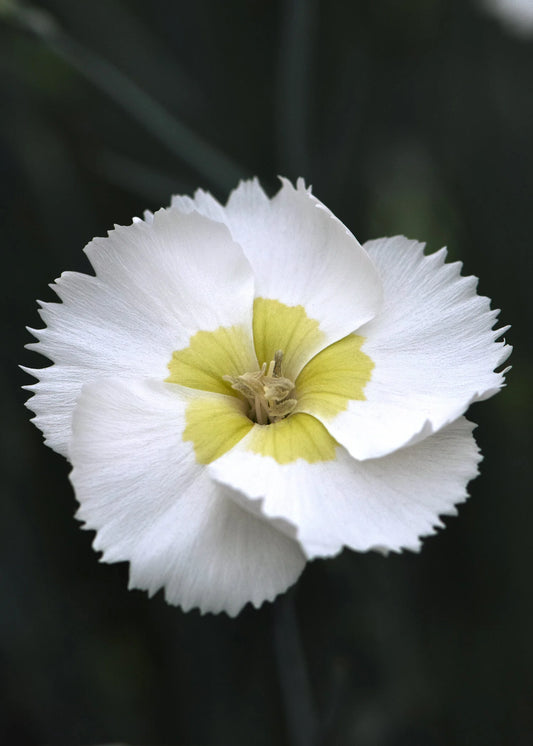 KEY LIME PIE DIANTHUS 1gal