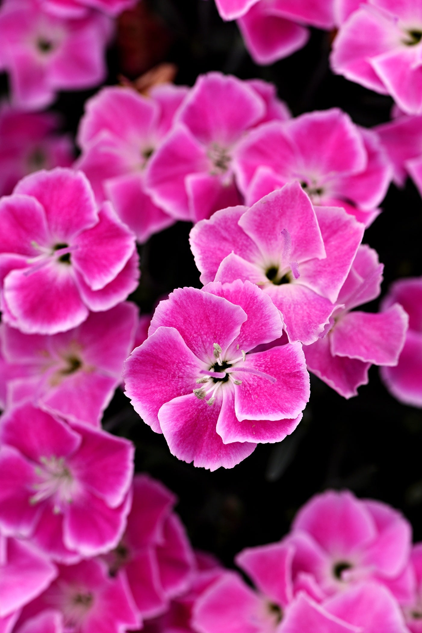 STAR SINGLE IT-GIRL DIANTHUS 1gal