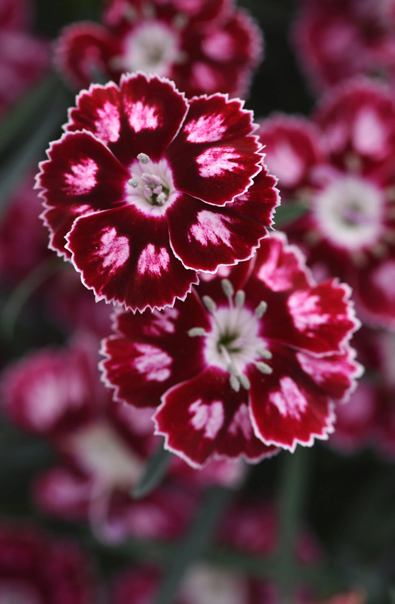 SINGLE STAR MORELLO DIANTHUS 1gal