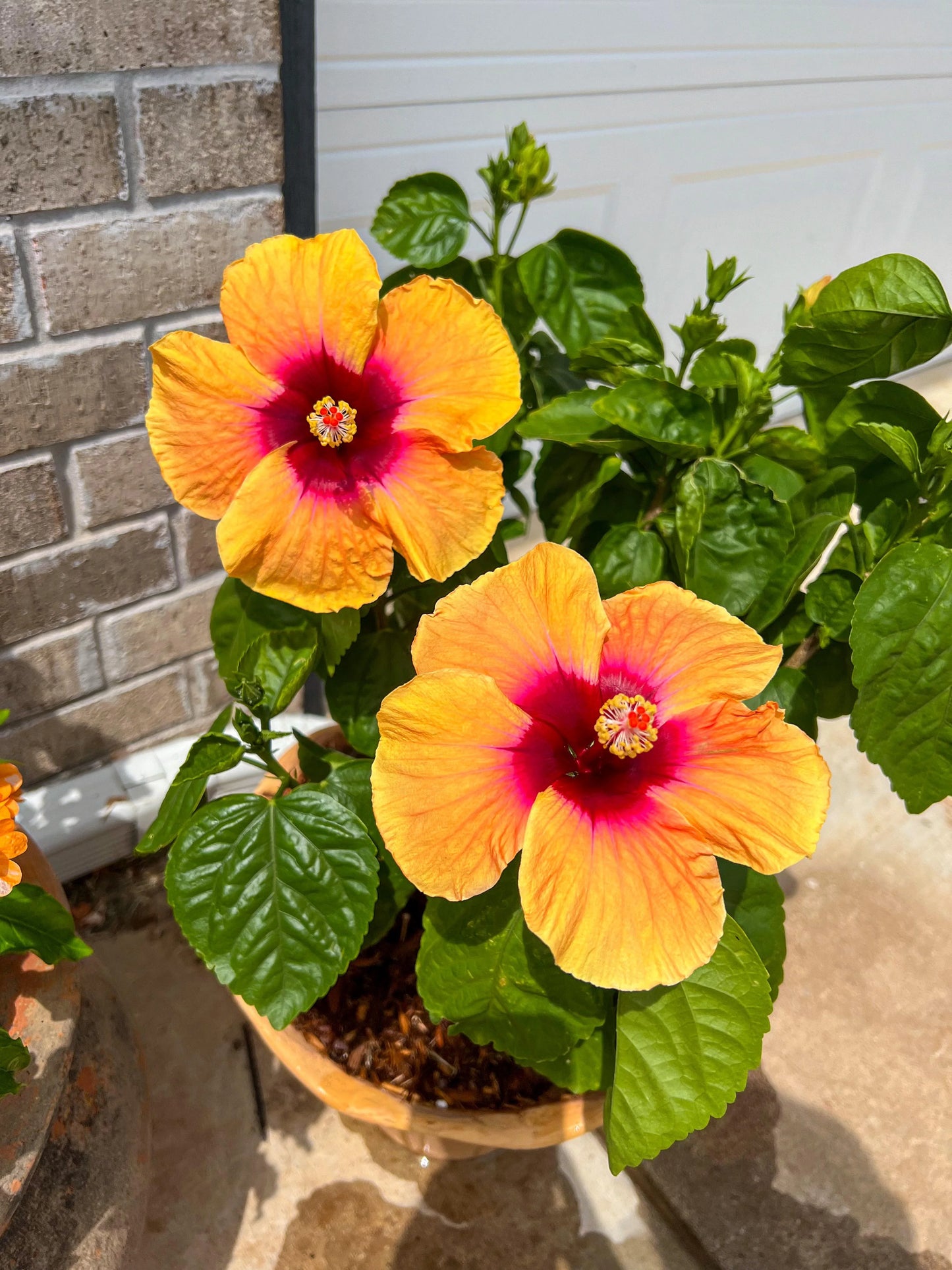 DISCO DIVA HIBISCUS 2gal