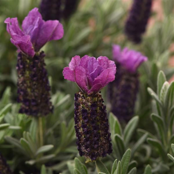 ANOUK PURPLE MEDLEY LAVENDER 1gal