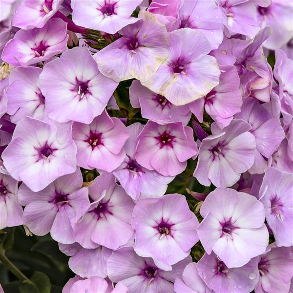 FANCY GIRL PHLOX 1gal