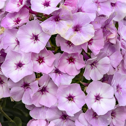 FANCY GIRL PHLOX 1gal