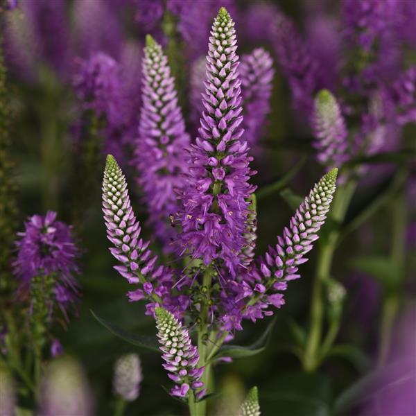 SKYWARD LILAC VERONICA 1gal