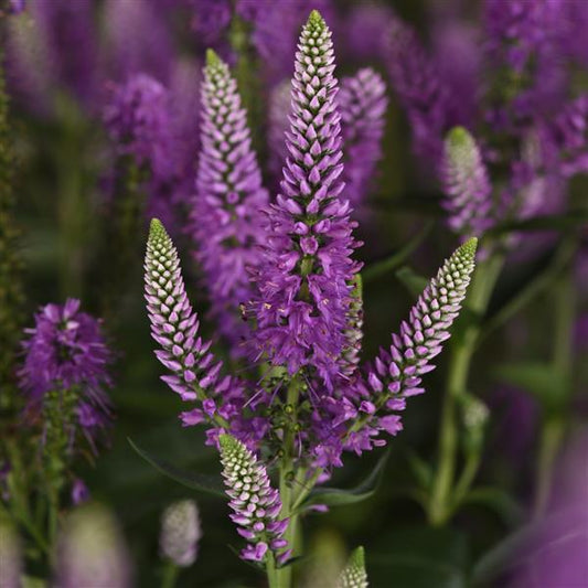SKYWARD LILAC VERONICA 1gal