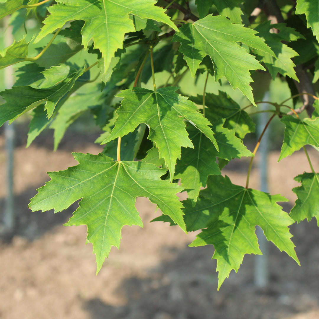 ARMSTRONG MAPLE TREE 10gal