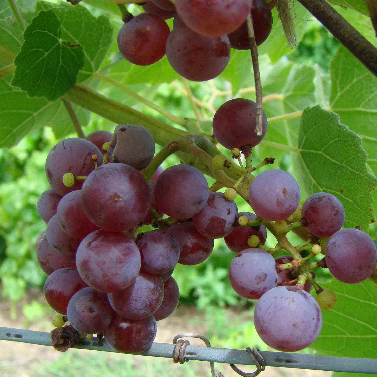 FLAME SEEDLESS GRAPE 1gal