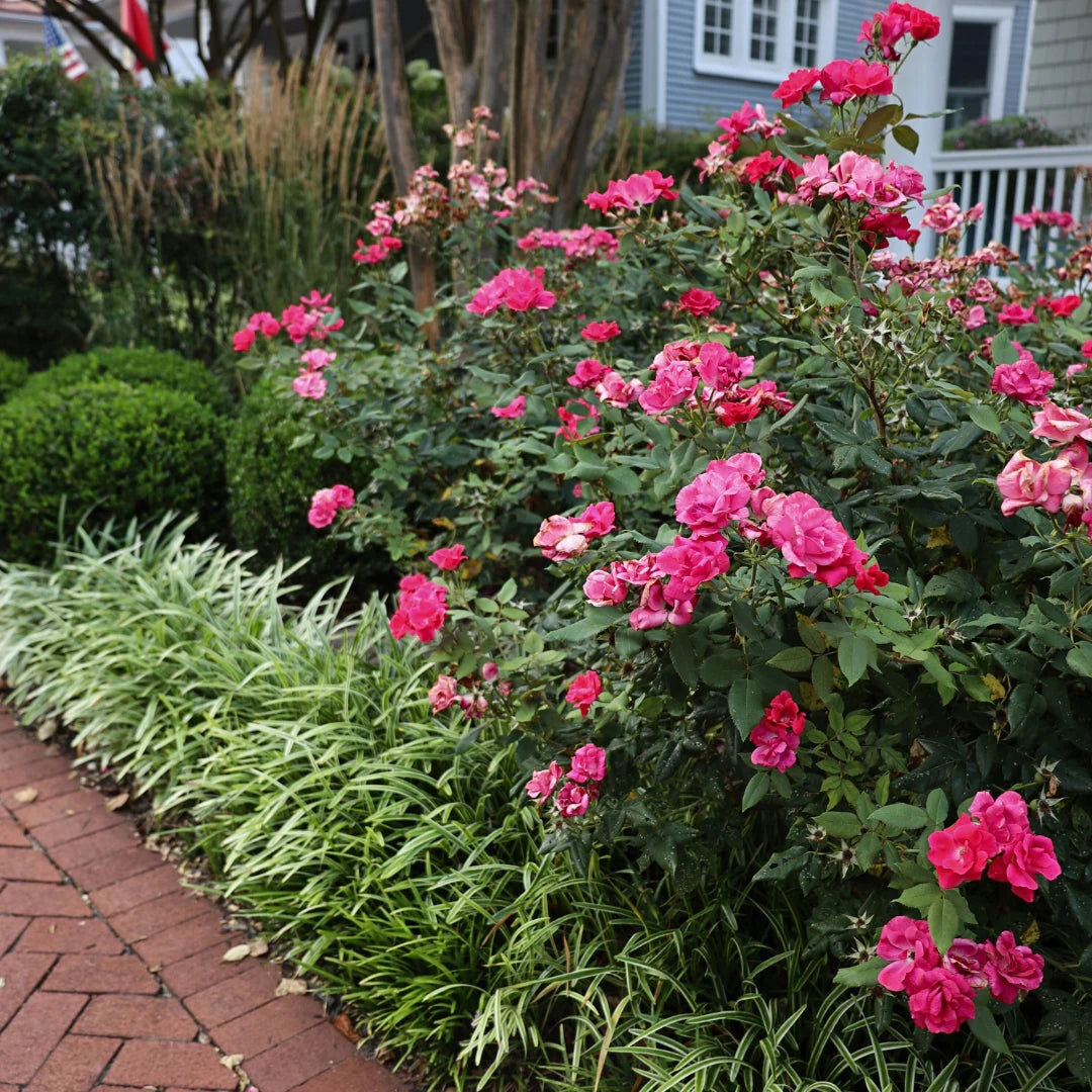 Double Pink Knock Out® Rose (ROSE K.O. DBL PINK KNOCKOUT) - 3 gallon