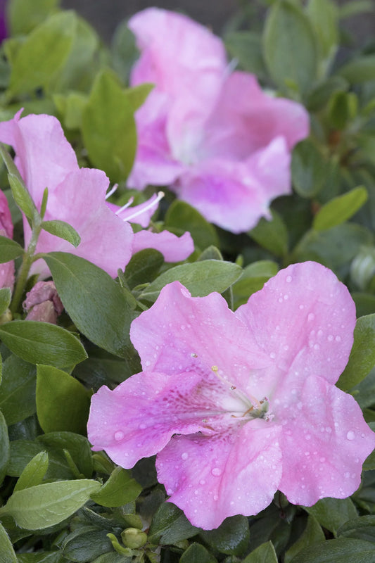 DOUBLESHOT LAVENDER AZALEA 2gal