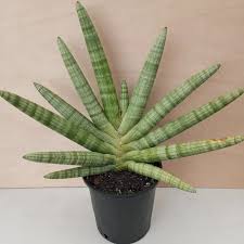 Starfish sanseveria
