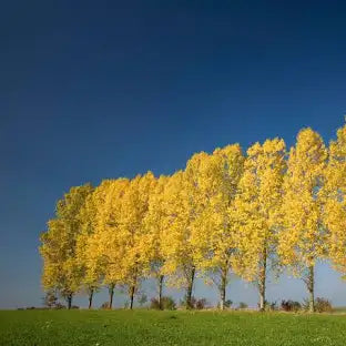 QUAKING ASPEN TREE SINGLE 7gal