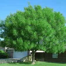 ARIZONA ASH TREE 5gal