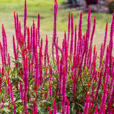 CANDELA HOT PINK VERONICA 1gal