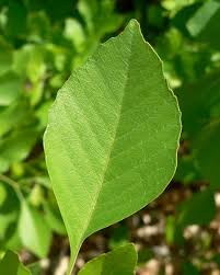 ARIZONA ASH TREE 5gal
