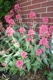 JUPITER'S BEARD RED VALERIAN 1gal