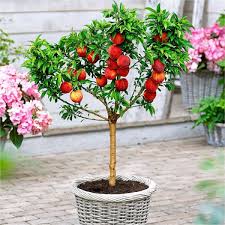 BONANZA PEACH TREE DWARF 10gal