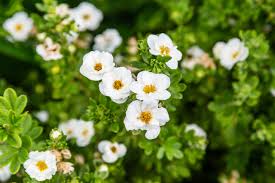 CREME BRULEE POTENTILLA 3gal