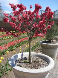 BONANZA PEACH TREE DWARF 7gal
