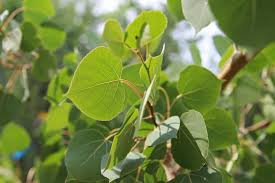 QUAKING ASPEN TREE CLUMP 25gal