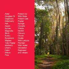 BRUSH & STUMP KILLER 32oz