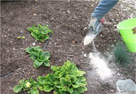 DIATOMACEOUS EARTH 7oz