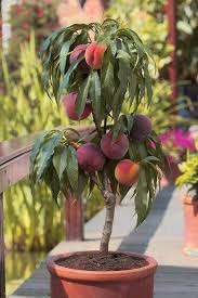 BONANZA PEACH TREE DWARF 7gal