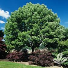 ARIZONA ASH TREE 5gal
