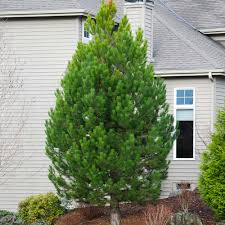 AUSTRIAN PINE TREE 10gal