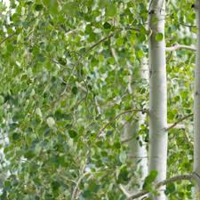 QUAKING ASPEN TREE CLUMP 25gal