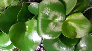 GREEN GLO PLANT POLISH 10.5oz