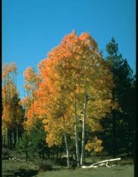QUAKING ASPEN TREE CLUMP 25gal