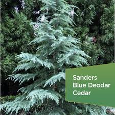 SANDER'S BLUE DEODAR CEDAR TREE 5gal