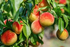 BONANZA PEACH TREE DWARF 10gal