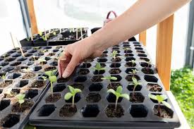 SEED STARTER MIX POTTING SOIL 8qt