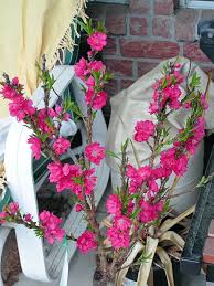 BONANZA PEACH TREE DWARF 10gal