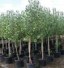 QUAKING ASPEN TREE SINGLE 7gal