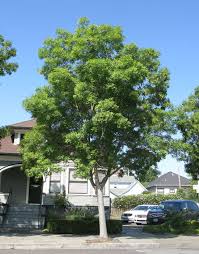 MODESTO ASH TREE 15gal
