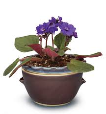 AFRICAN VIOLET POTTING SOIL 8qt