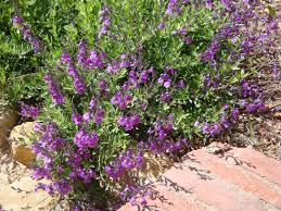 ULTRA VIOLET SALVIA 1gal