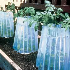 INSULATED PLANT PROTECTOR 3pk