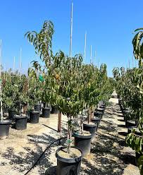 HONEY BABE PEACH DWARF 7gal