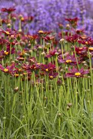 COREOPSIS LIL BANG RED ELF 1gal